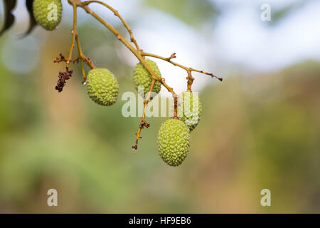 Unreife grüne exotische Frucht Lychee (Litschi) auf Baum im Masoala Dorf in Madagaskar Stockfoto