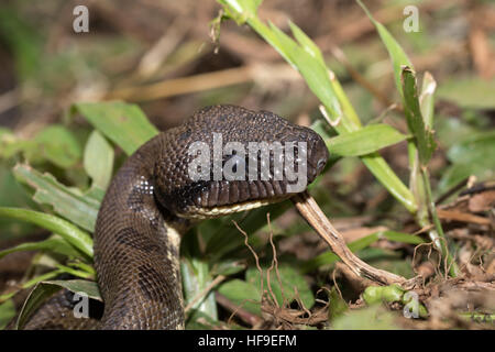 Große Schlange Madagassen, Madagascar Tree Boa, (Sanzinia Madagascariensis) nicht-giftigen Boa Arten endemisch auf der Insel Madagaskar. Ambre Nat Stockfoto