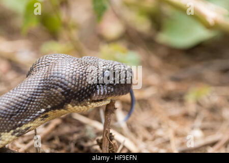 Große Schlange Madagassen, Madagascar Tree Boa, (Sanzinia Madagascariensis) nicht-giftigen Boa Arten endemisch auf der Insel Madagaskar. Ambre Nat Stockfoto