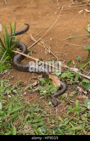 Große Schlange Madagassen, Madagascar Tree Boa, (Sanzinia Madagascariensis) nicht-giftigen Boa Arten endemisch auf der Insel Madagaskar. Ambre Nat Stockfoto