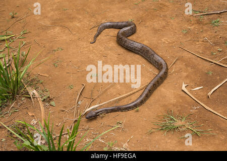 Große Schlange Madagassen, Madagascar Tree Boa, (Sanzinia Madagascariensis) nicht-giftigen Boa Arten endemisch auf der Insel Madagaskar. Ambre Nat Stockfoto