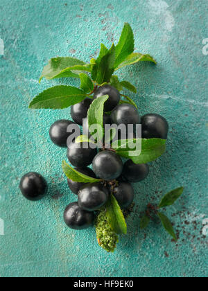 Frische Schlehen Beeren vom Strauch Schlehe (Prunus Spinosa) Stockfoto