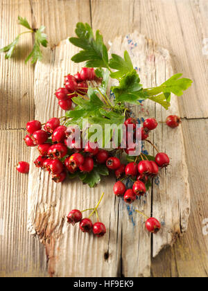 Mai-Baum, Weißdorn, oder hawberry (crataegus sp.), frische Beeren und Blätter auf Holz Stockfoto