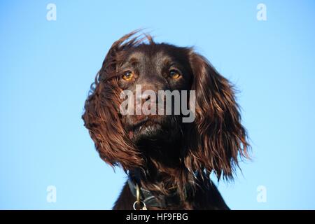 Leber farbige arbeiten Typ Cocker Spaniel Haustier Jagdhund Stockfoto