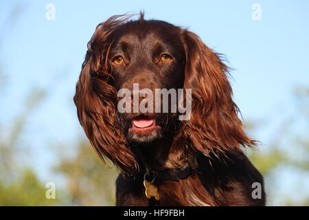 Leber farbige arbeiten Typ Cocker Spaniel Haustier Jagdhund Stockfoto