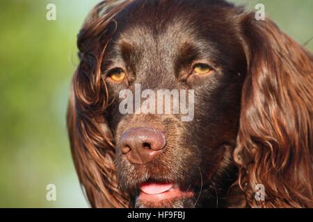 Leber farbige arbeiten Typ Cocker Spaniel Haustier Jagdhund Stockfoto