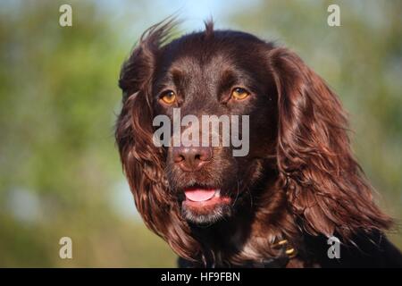 Leber farbige arbeiten Typ Cocker Spaniel Haustier Jagdhund Stockfoto