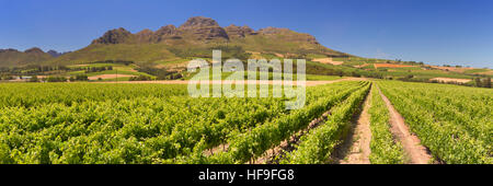 Weinberge mit Bergen im Hintergrund in der Nähe von Stellenbosch in Südafrika. Stockfoto
