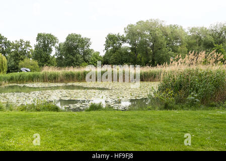 Blick auf Donaupark mit grünem Rasen, Bäume und ein See mit Schilf, Österreich Stockfoto