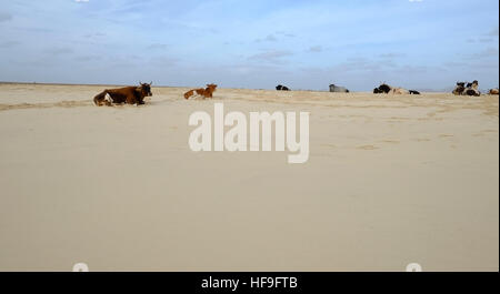 Rinder, Sonnenbaden am Strand auf Boa Vista Nr. 3634 Stockfoto