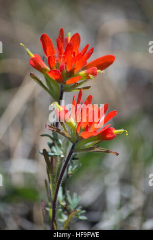 Die leuchtende rote Farbe von diese zwei wilden Blumen sind lebendig vor dem Hintergrund grau grün Vorfrühling Stockfoto