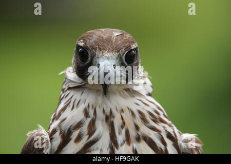 Weiblichen Wanderfalken Stockfoto