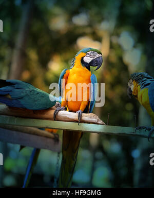 Spaß Foto mit großen schönen Ara Papageien Stockfoto