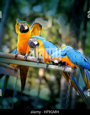 Spaß Foto mit großen schönen Ara Papageien Stockfoto