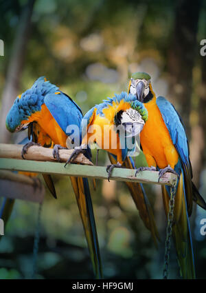 Spaß Foto mit großen schönen Ara Papageien Stockfoto
