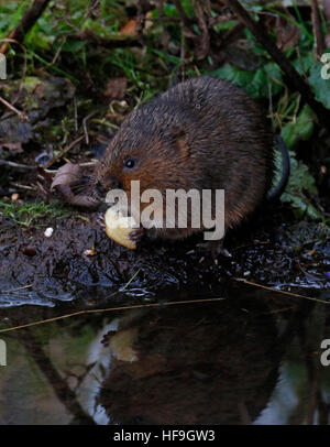 Europäische Wasser-Wühlmaus (Arvicola amphibischen) Stockfoto