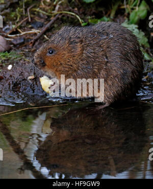 Europäische Wasser-Wühlmaus (Arvicola amphibischen), Stockfoto