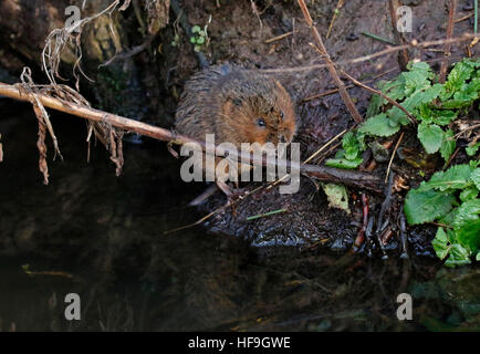 Europäische Wasser-Wühlmaus (Arvicola amphibischen) Stockfoto