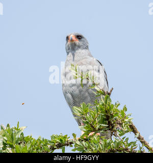 Dunkle singen Goshawk Erwachsenen hoch oben auf einem Baum, schließen Sie Ansicht, Valley Camp Mara Naboisho Conservancy Kenia Afrika Stockfoto