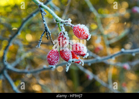 Frost auf Hagebutten Canis Vulgaris Morgen Stockfoto