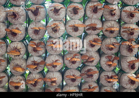 Frische Reishi Pilz für Display, Fotoarchiv Stockfoto