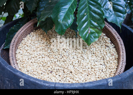 Rohe Kaffeebohnen im Tray, Fotoarchiv Stockfoto