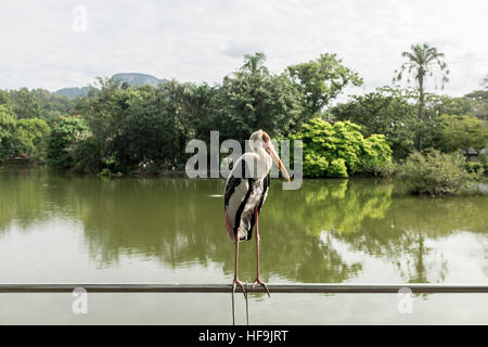 Eine Herde von milchig Storch im National Zoo in Kuala Lumpur, Malaysia. Stockfoto