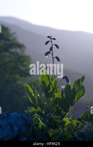 Wilde Blume im Hintergrund der Berge. Russland, Kaukasus. Stockfoto