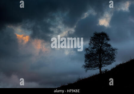 Ein einsamer Baum auf Loughrigg Fell, Silhouette gegen ein Abendhimmel in der Nähe von Grasmere, Lake District, Cumbria, UK Stockfoto