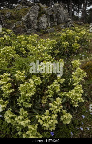 Korsische Nieswurz, Helleborus Argutifolius, in freier Wildbahn am Col de Bavella, Corsica, Stockfoto