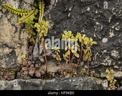 Kleine Wolfsmilch, Euphorbia Peplus auf alten Mauer wächst. Stockfoto