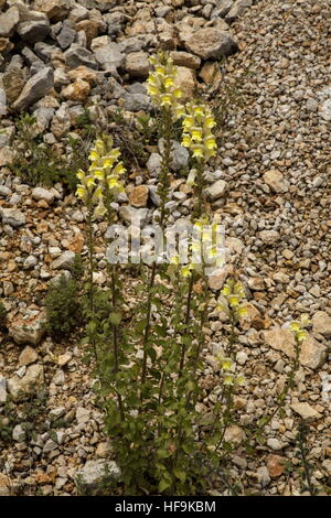 Eine wilde Löwenmaul Antirrhinum Majus SSP. Latifolium, Seealpen, Frankreich. Stockfoto