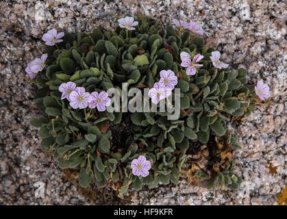 Korsischen Storksbill, Erodium Corsicum in Blüte auf küstennahen Granitfelsen, West Corsica. Stockfoto