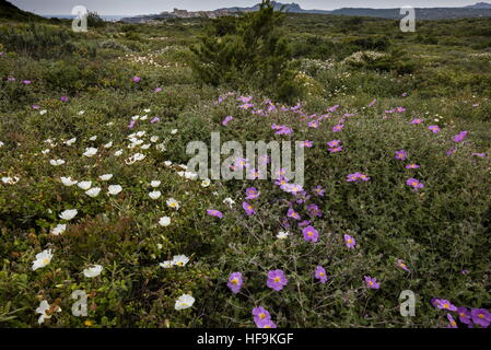 Dichte niedrige Macchia/Garrigue, Cistus Creticus und Cistis Salvifolius an der Südwest-Küste von Korsika. Stockfoto