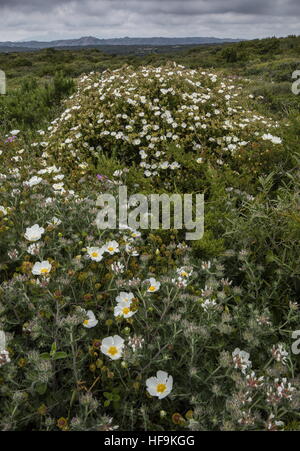 Dichte niedrige Macchia/Garrigue, mit Cistus Salvifolius und Dorycnium Hirsutum auf der Südwest-Küste von Korsika. Stockfoto