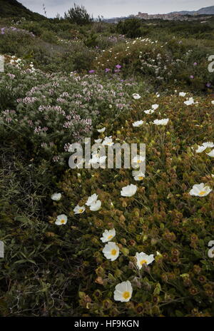 Dichte niedrige Macchia/Garrigue, mit Cistus Salvifolius und Dorycnium Hirsutum auf der Südwest-Küste von Korsika. Stockfoto