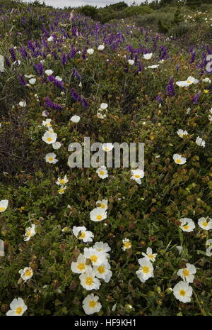 Dichte niedrige Macchia/Garrigue, mit Cistus Salvifolius und Tufted Vetch auf der Südwest-Küste von Korsika. Stockfoto