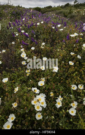 Dichte niedrige Macchia/Garrigue, mit Cistus Salvifolius und Tufted Vetch auf der Südwest-Küste von Korsika. Stockfoto