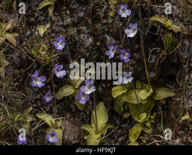 Korsische Fettkraut Pinguicula Korsika wachsen in nassen Quellwasser gespeisten Boden, Asco-Schlucht, Corsica. Stockfoto