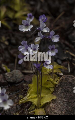 Korsische Fettkraut Pinguicula Korsika wachsen in nassen Quellwasser gespeisten Boden, Asco-Schlucht, Corsica. Stockfoto