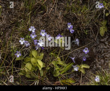 Korsische Fettkraut Pinguicula Korsika wachsen in nassen Quellwasser gespeisten Boden, Asco-Schlucht, Corsica. Stockfoto