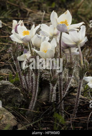 Alpen-Kuhschelle, Anemone Alpina SSP. Alpina nur zur Eröffnung im Frühjahr; Seealpen. Stockfoto