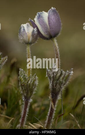 Alpen-Kuhschelle, Anemone Alpina SSP. Alpina nur zur Eröffnung im Frühjahr; Seealpen. Stockfoto