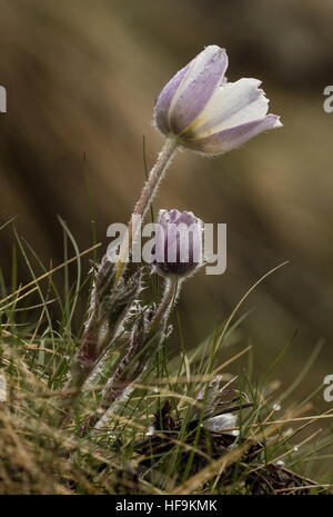 Alpen-Kuhschelle, Anemone Alpina SSP. Alpina nur zur Eröffnung im Frühjahr; Seealpen. Stockfoto