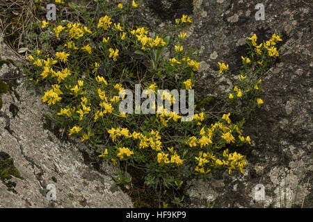 Hairy Greenweed, Genista Pilosa, in Blüte. Stockfoto