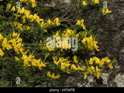 Hairy Greenweed, Genista Pilosa, in Blüte. Stockfoto