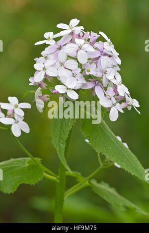 Mehrjährige Ehrlichkeit (Lunaria Rediviva), Baden-Württemberg, Deutschland Stockfoto