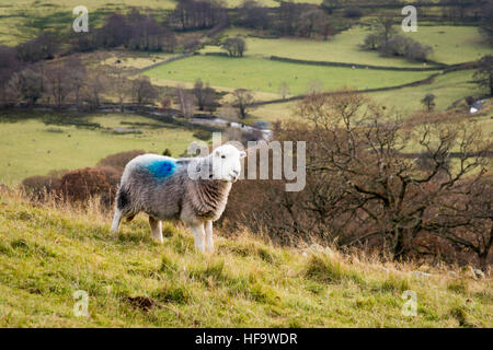 Herdwick Schafe grasen auf einer Wiese in Borrowdale Seenplatte Cumbria UK in einer Winterlandschaft Stockfoto