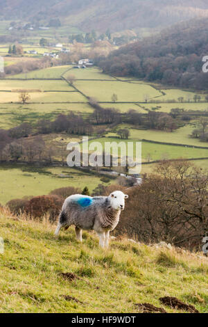 Herdwick Schafe grasen auf einer Wiese in Borrowdale Seenplatte Cumbria UK in einer Winterlandschaft Stockfoto