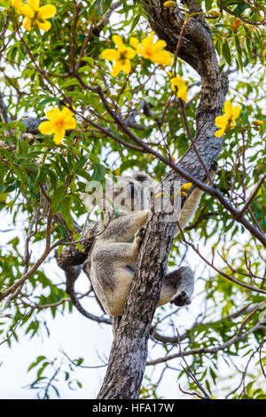 Wilden Koala, Magnetic Island, Australien Stockfoto